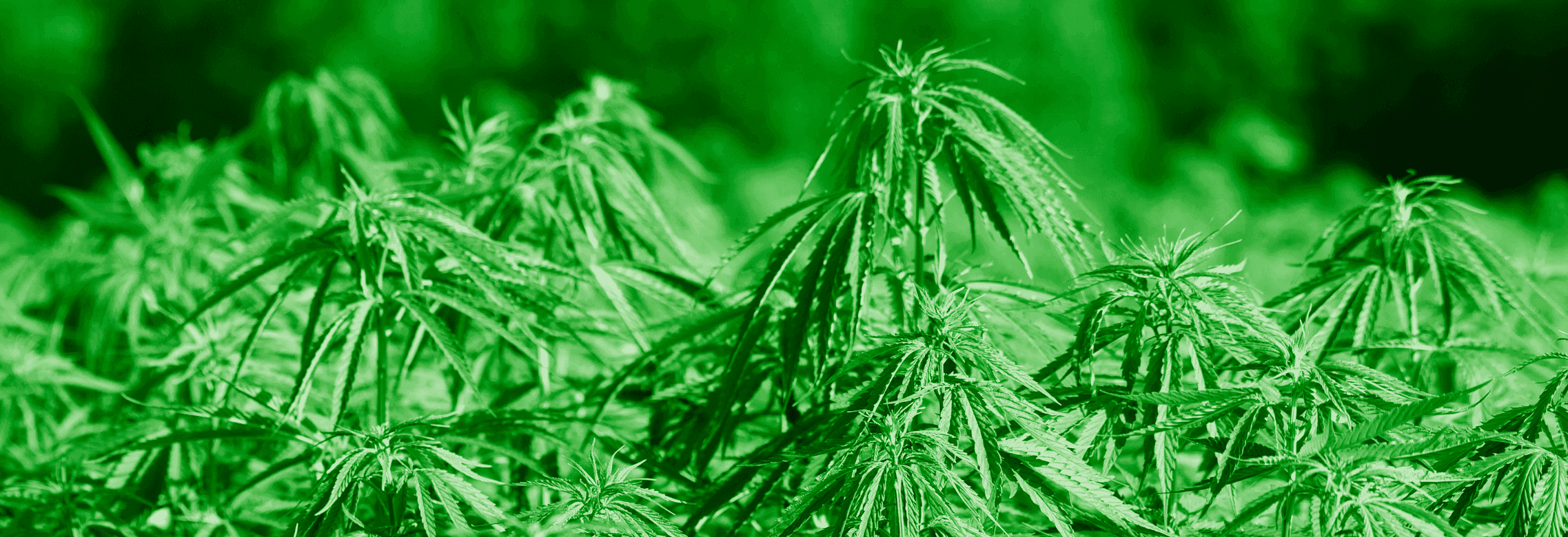 grüne Cannabis Pflanzen auf Feld