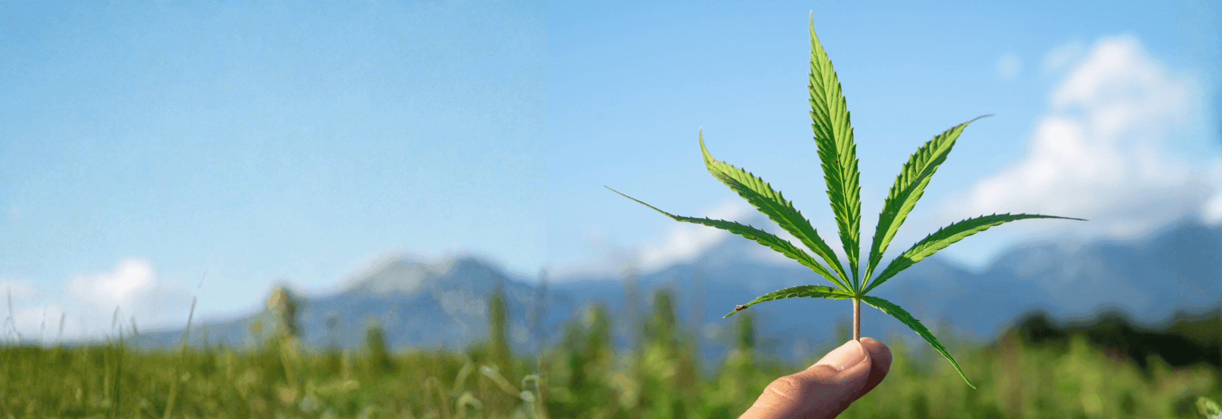 Hand hält Cannabis Blatt vor Bergen und Feld